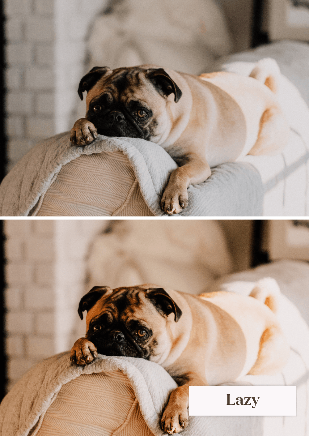 Pets Collection (Presets) - Creative Kits
