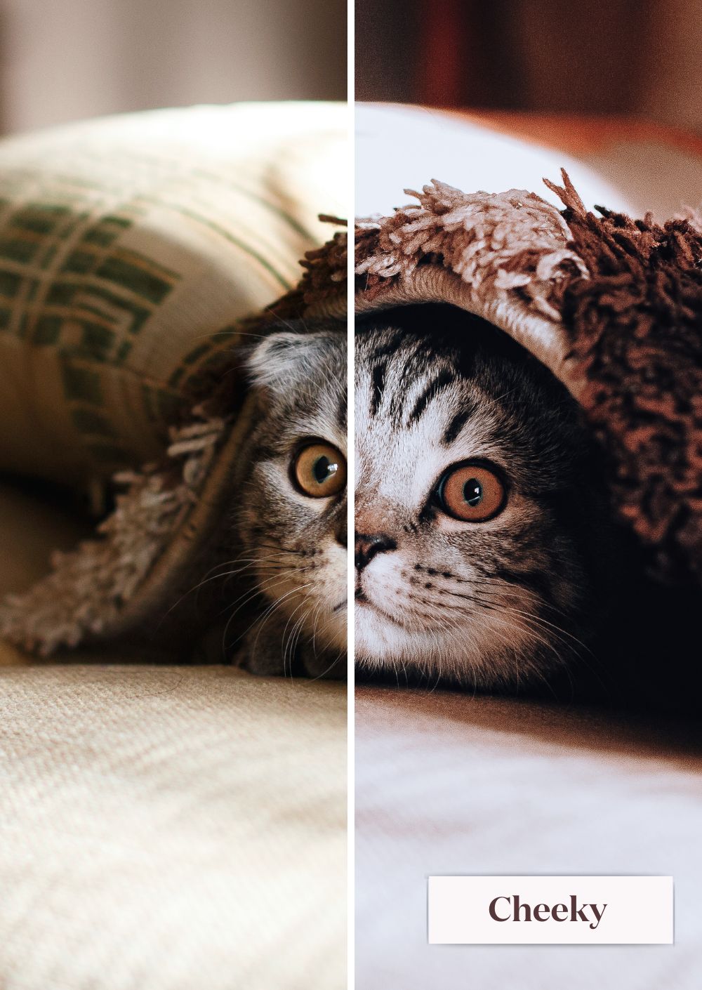 Pets Collection (Presets) - Creative Kits