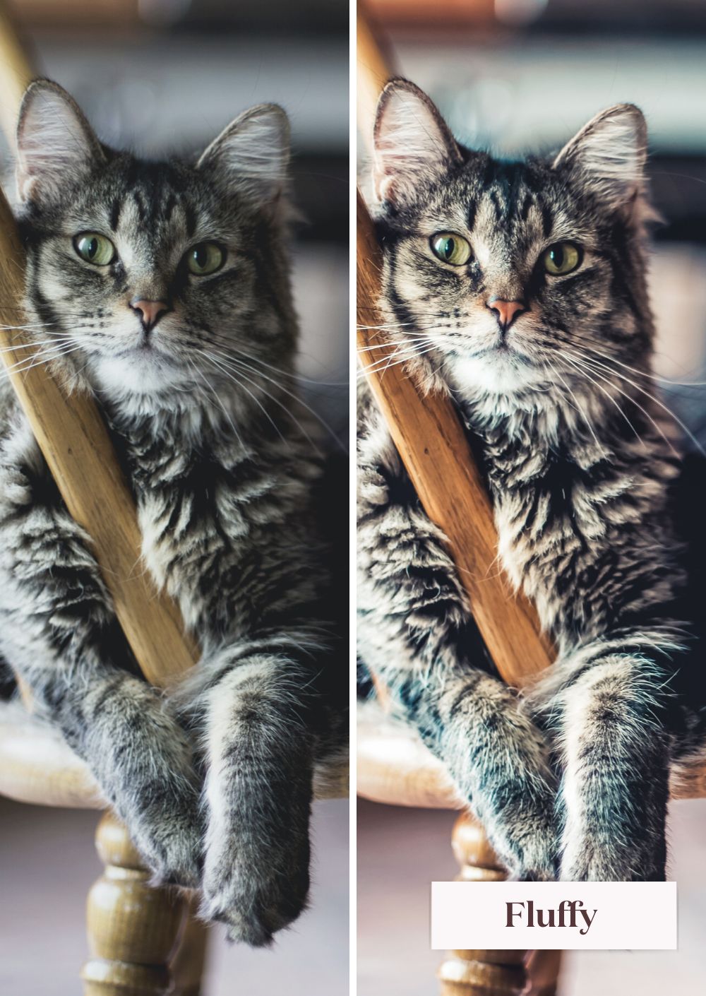 Pets Collection (Presets) - Creative Kits