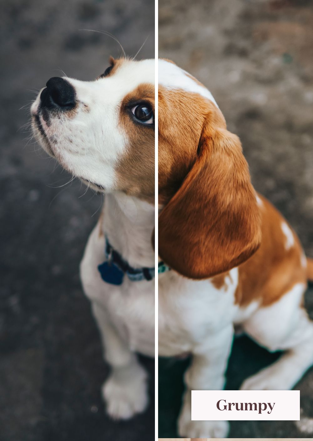 Pets Collection (Presets) - Creative Kits