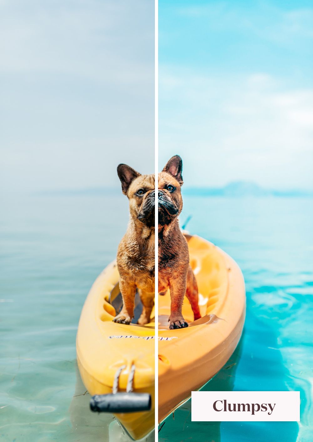 Pets Collection (Presets) - Creative Kits