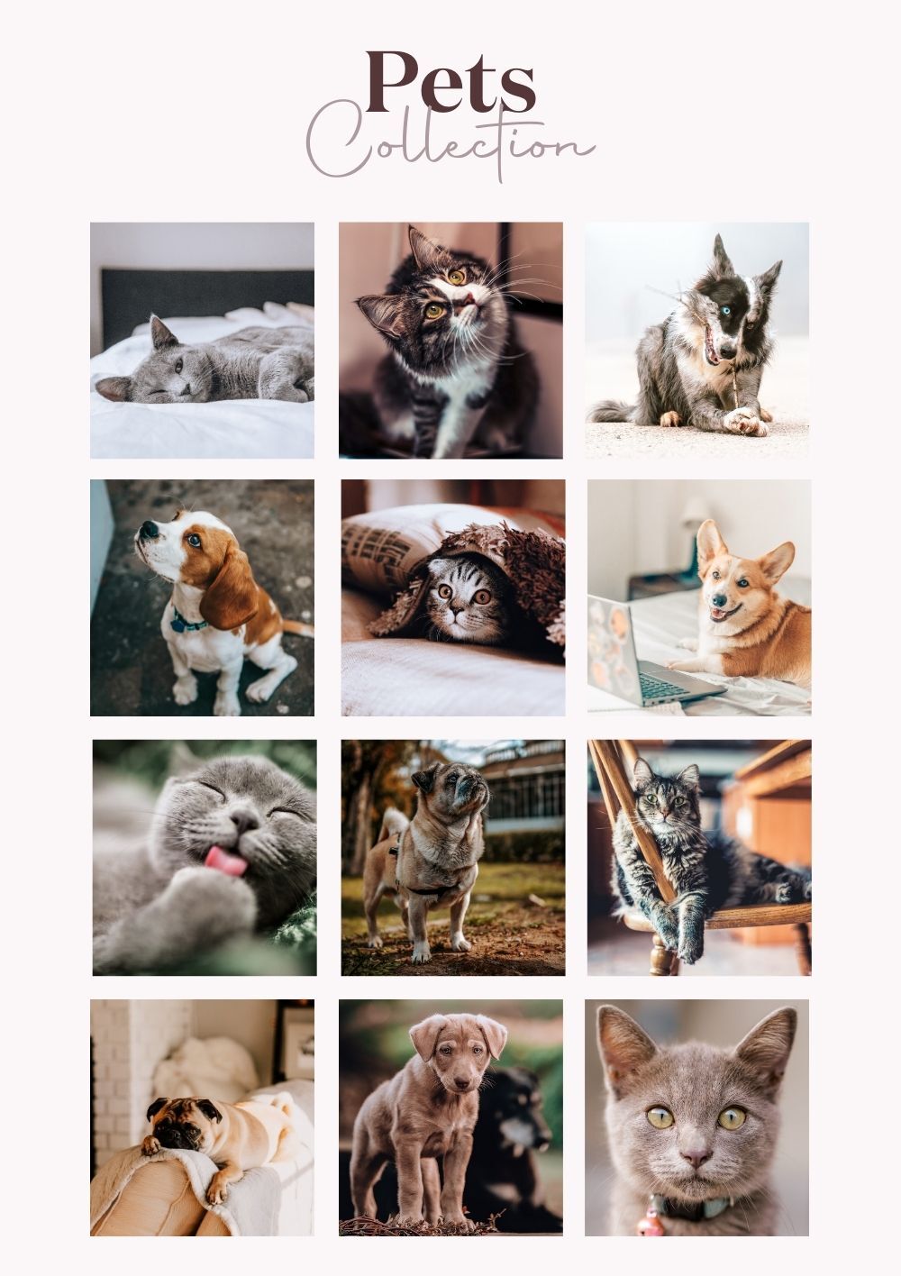 Pets Collection (Presets) - Creative Kits